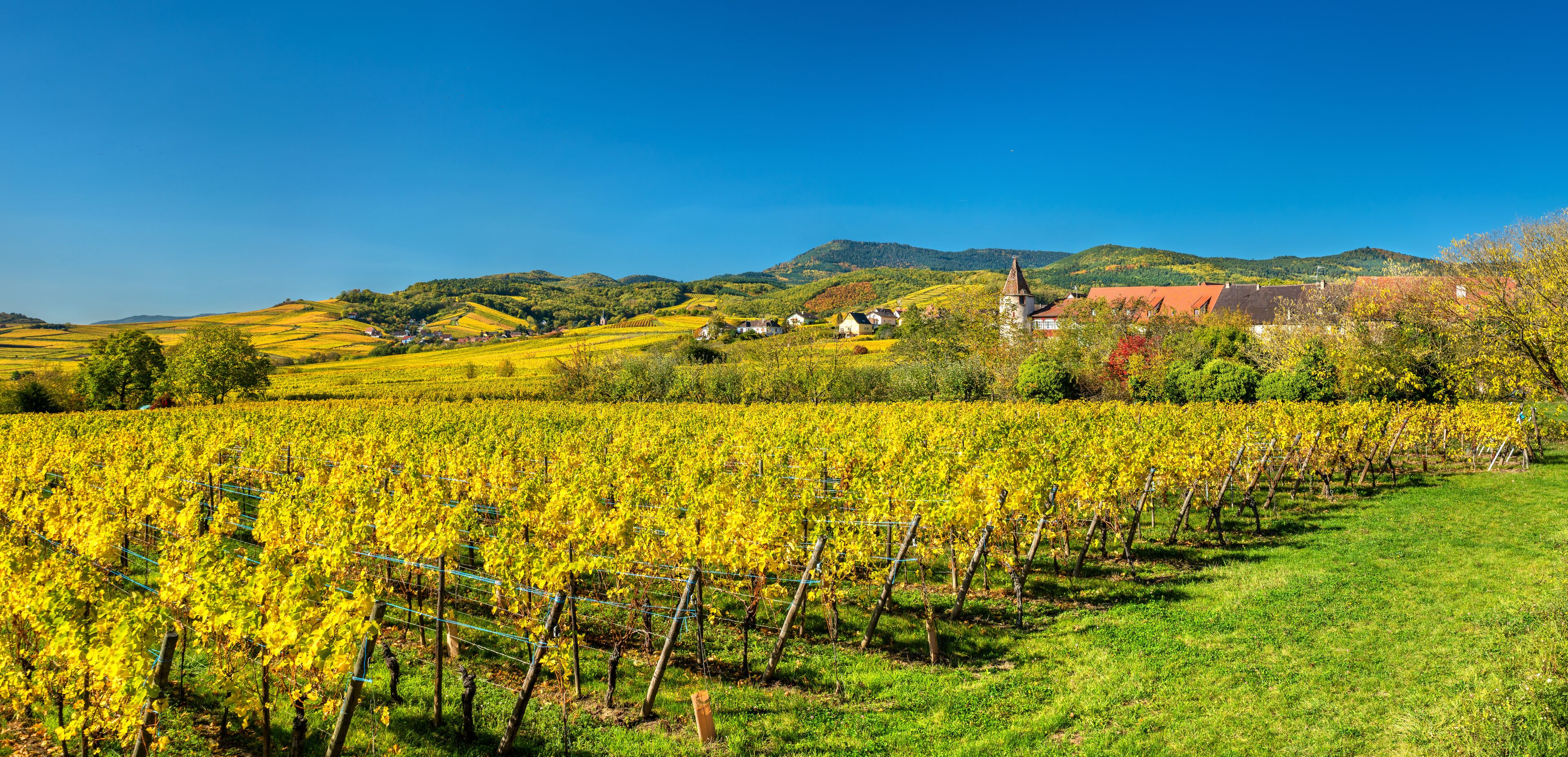 Autumn vineyards in Haut-Rhin - Alsace, France
