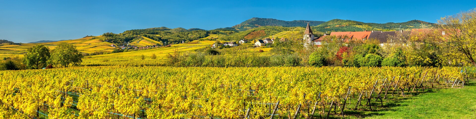 Autumn vineyards in Haut-Rhin - Alsace, France