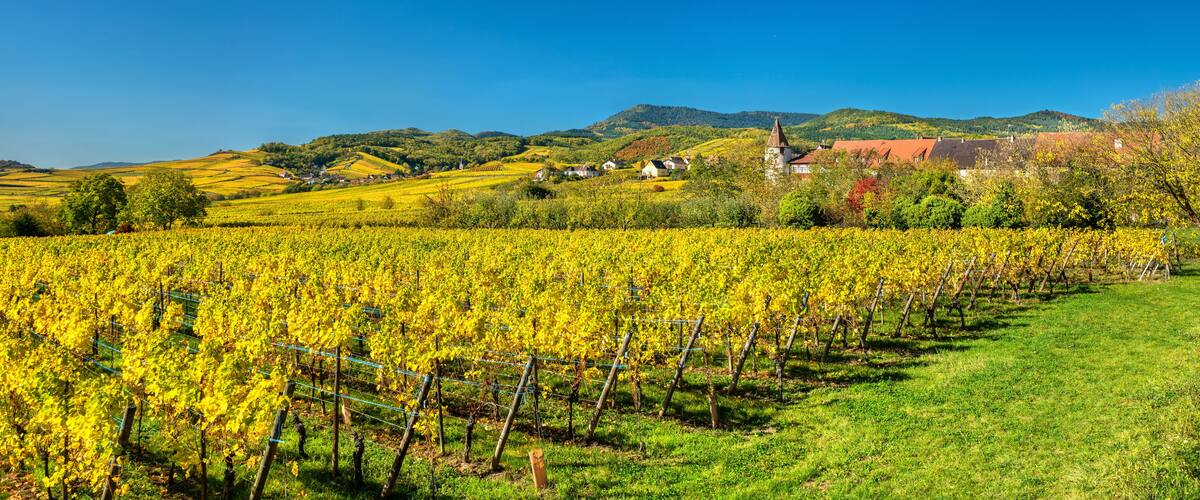 A vineyard with rows of yellow grapevines, a church, and rolling hills in the background.