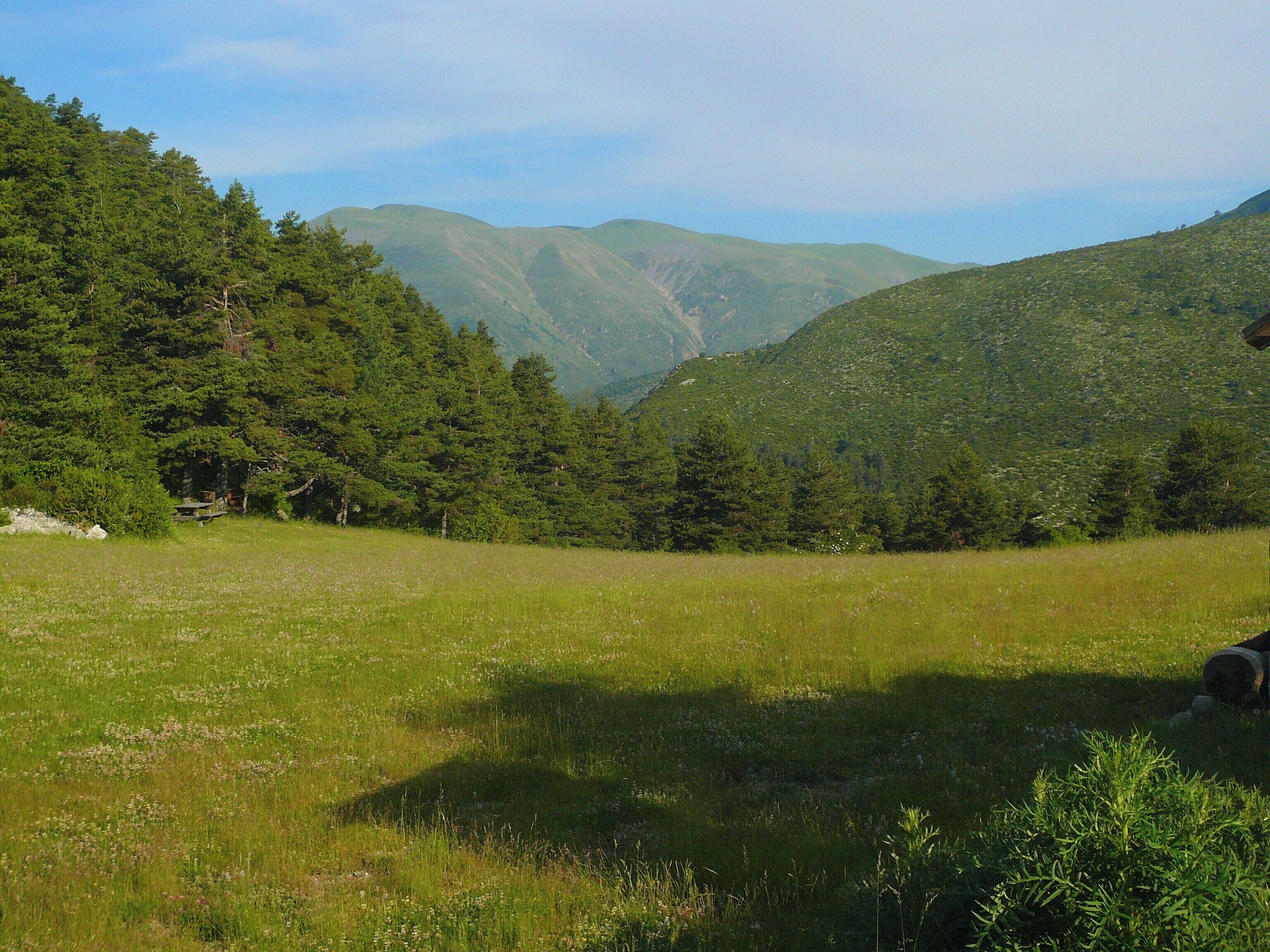 A grassy field with a forested mountain in the background.