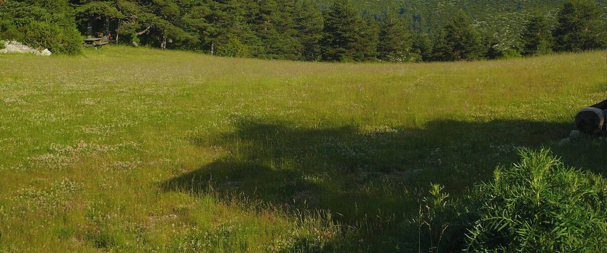A grassy field with a forested mountain in the background.