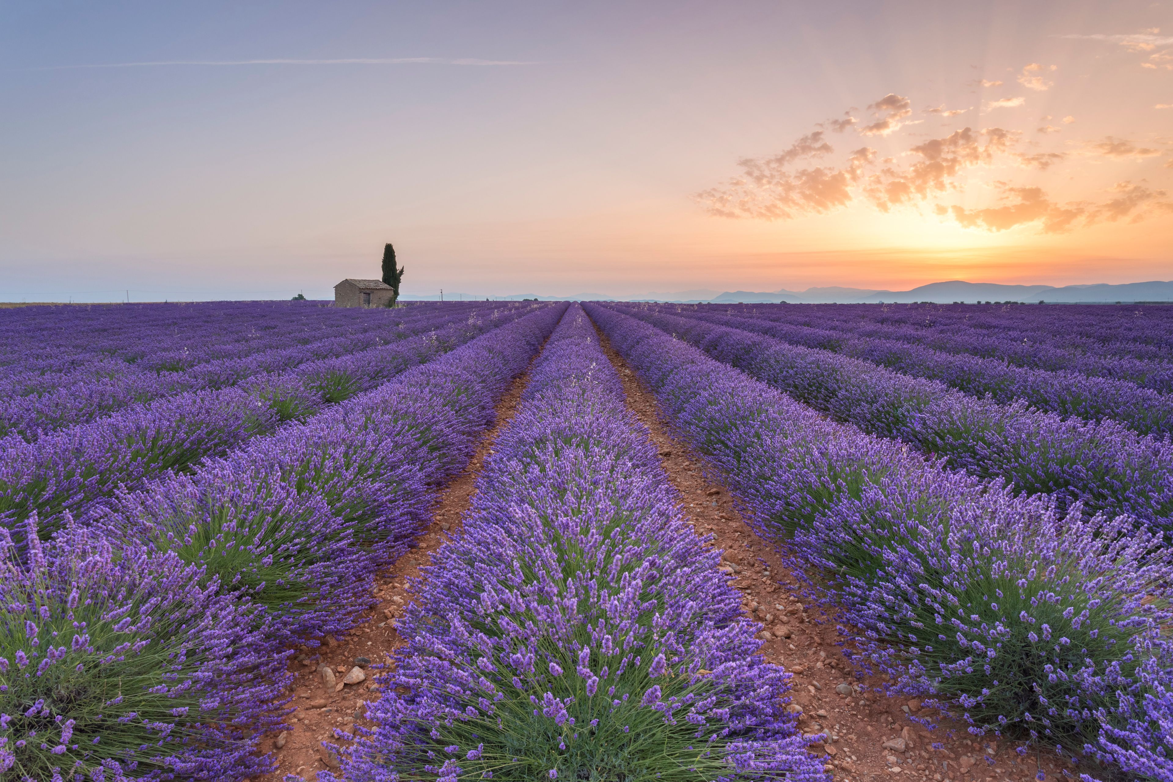 A lavender field with rows of purple flowers and a small building in the distance.