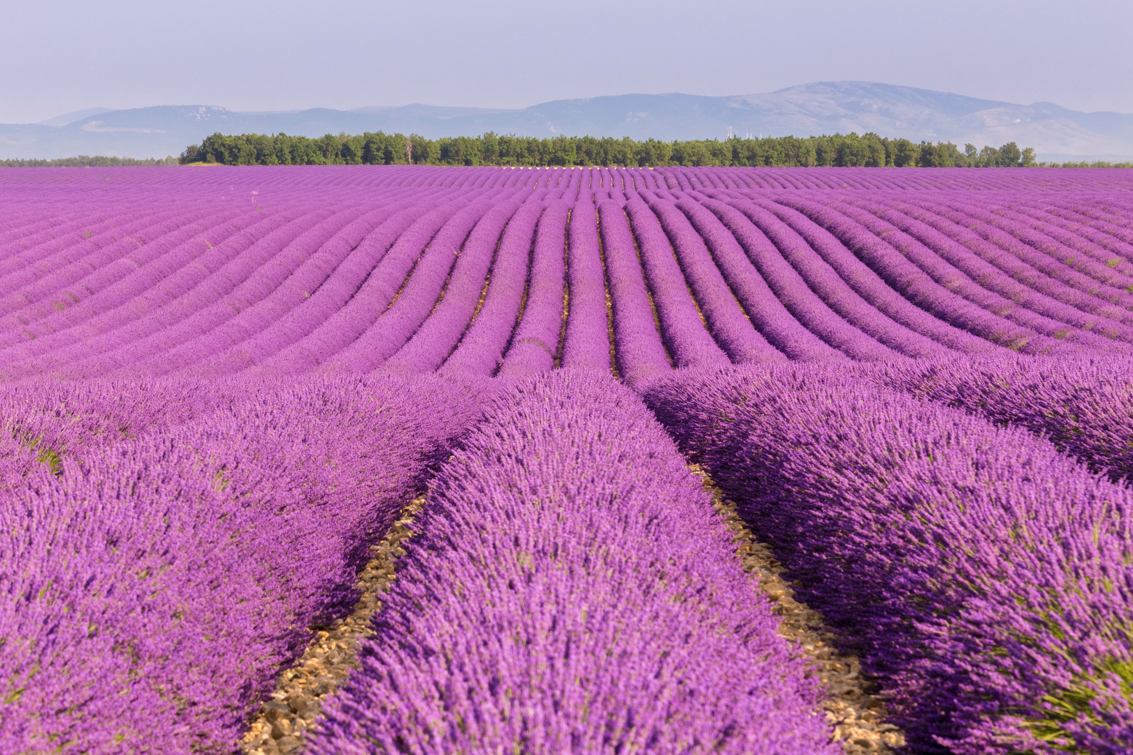 A lavender field with rows of purple flowers and a forested mountain range in the background.
