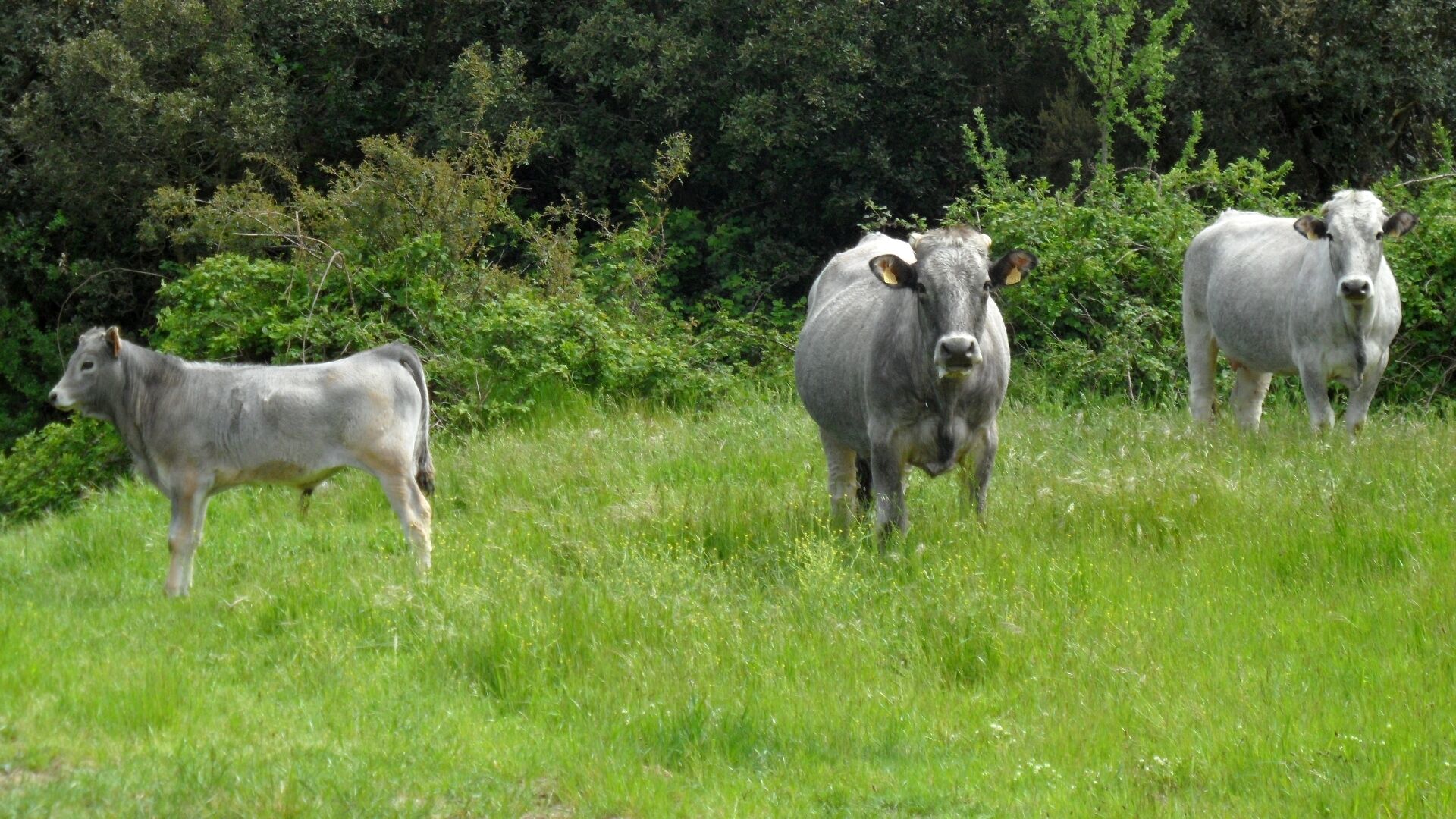 Cows in Laroque-de-Fa, Aude, France