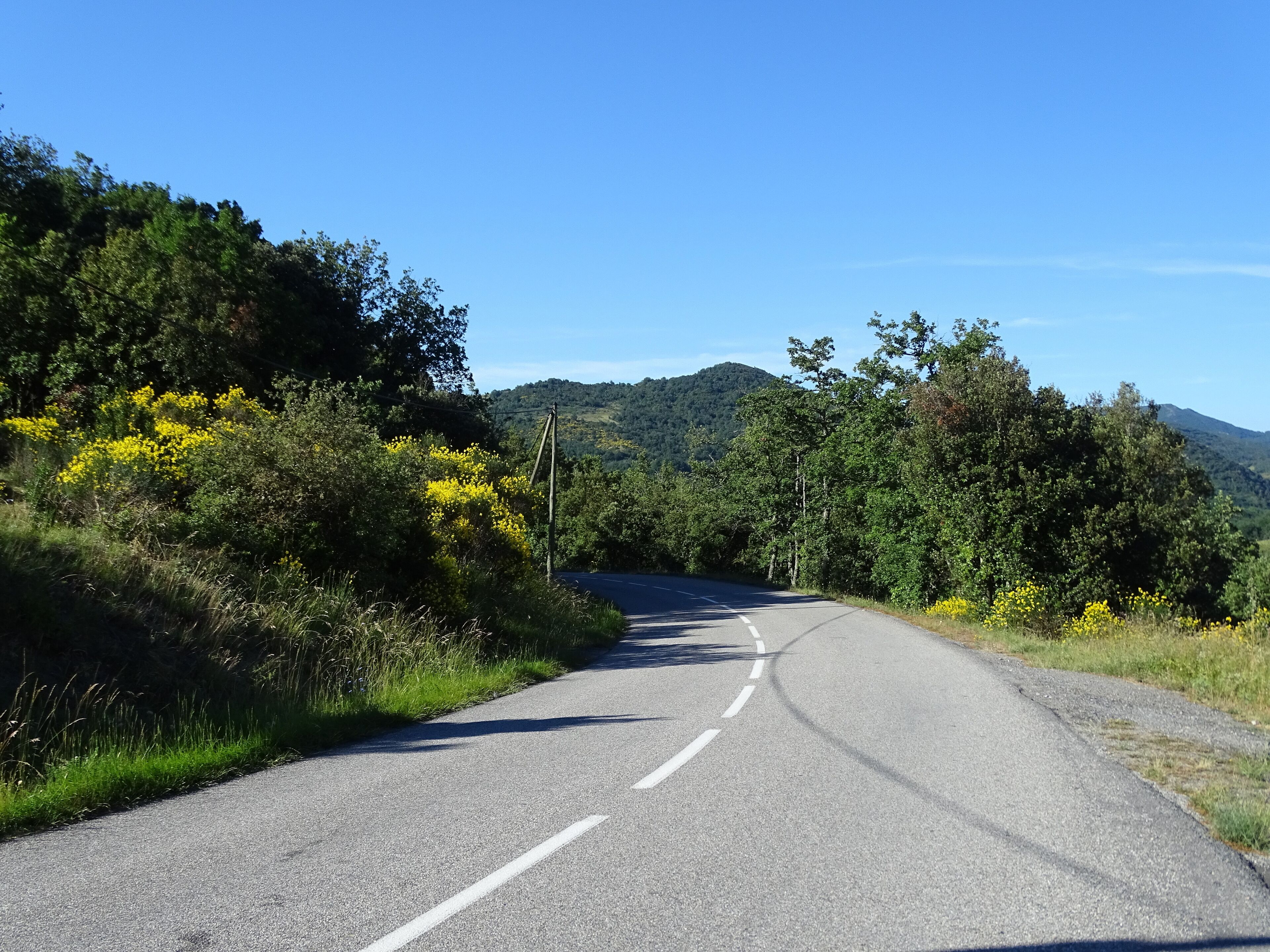 A winding road surrounded by lush greenery and yellow wildflowers, with a mountain in the background.
