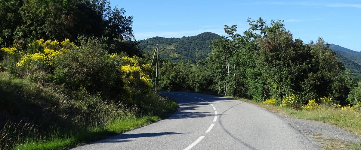 A winding road surrounded by lush greenery and yellow wildflowers, with a mountain in the background.