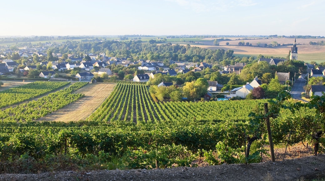 A rural landscape with vineyards, houses, and a church.