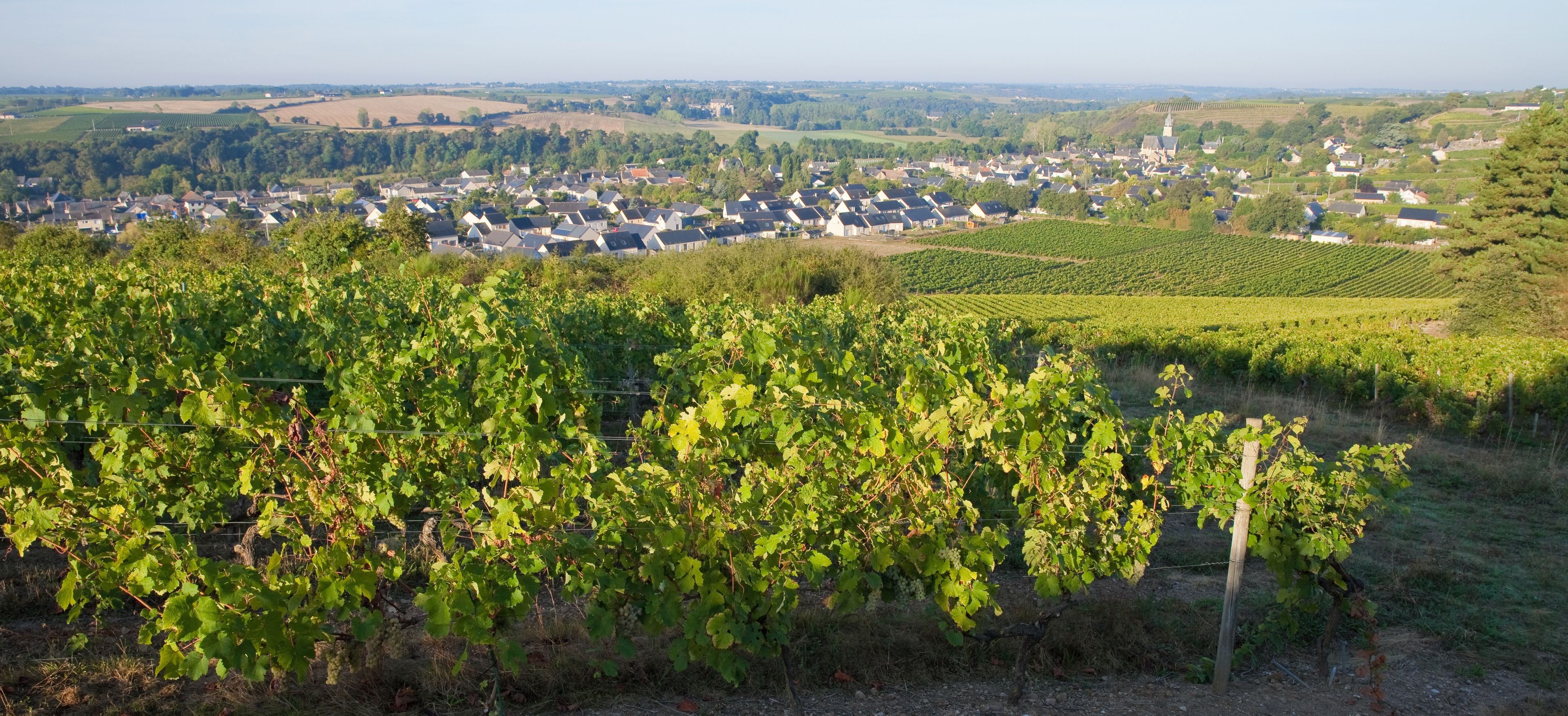 A vineyard with rows of grapevines, a town in the background, and rolling hills.