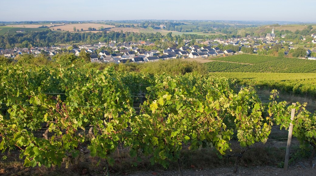 A vineyard with rows of grapevines, a town in the background, and rolling hills.