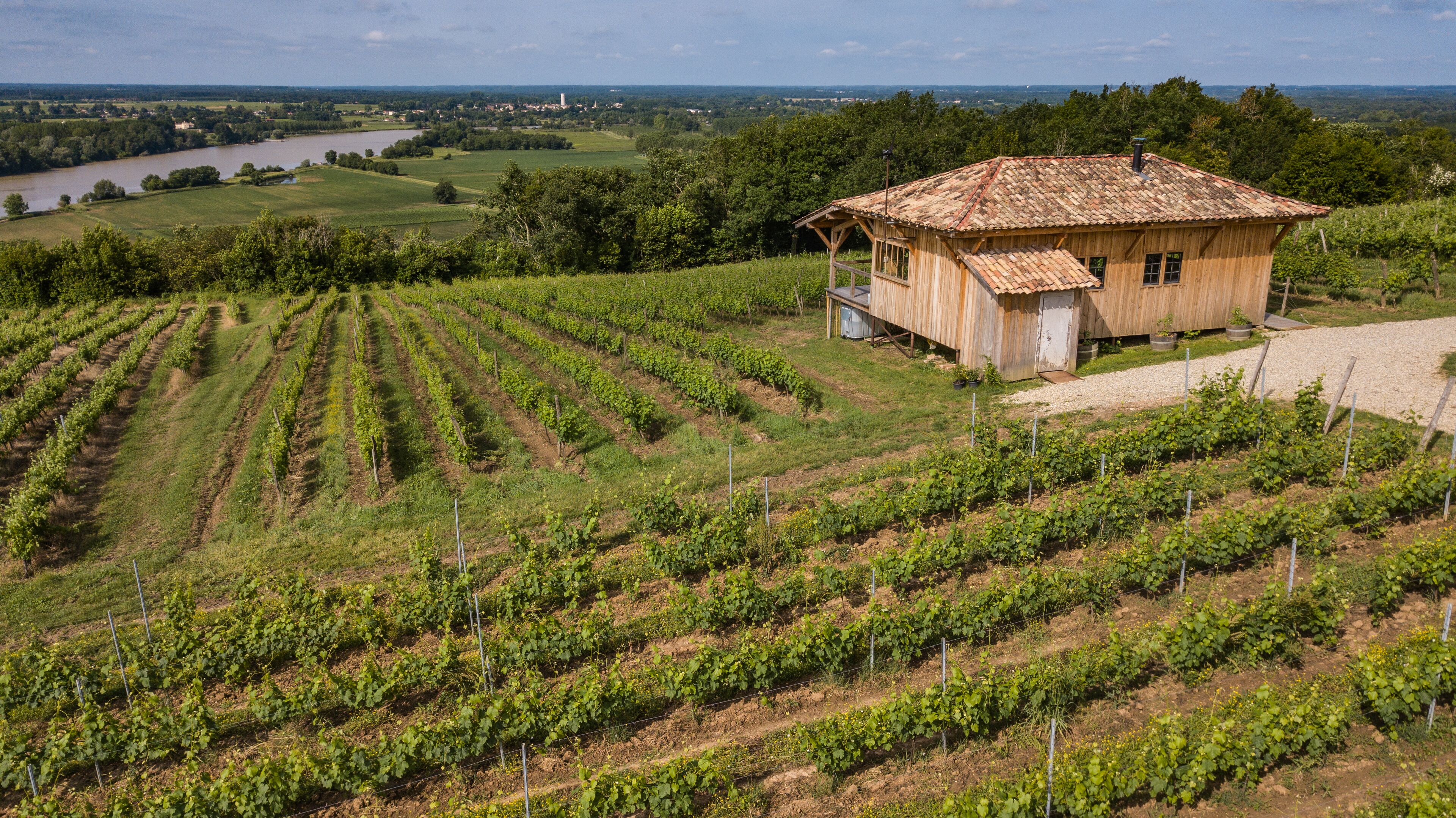 A vineyard with rows of grapevines and a rustic wooden building.