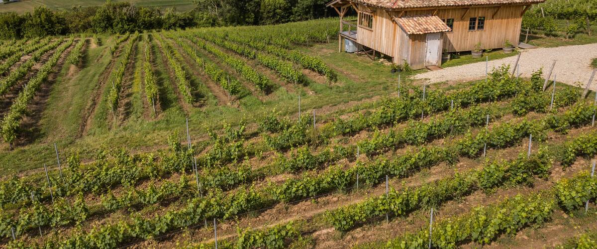A vineyard with rows of grapevines and a rustic wooden building.