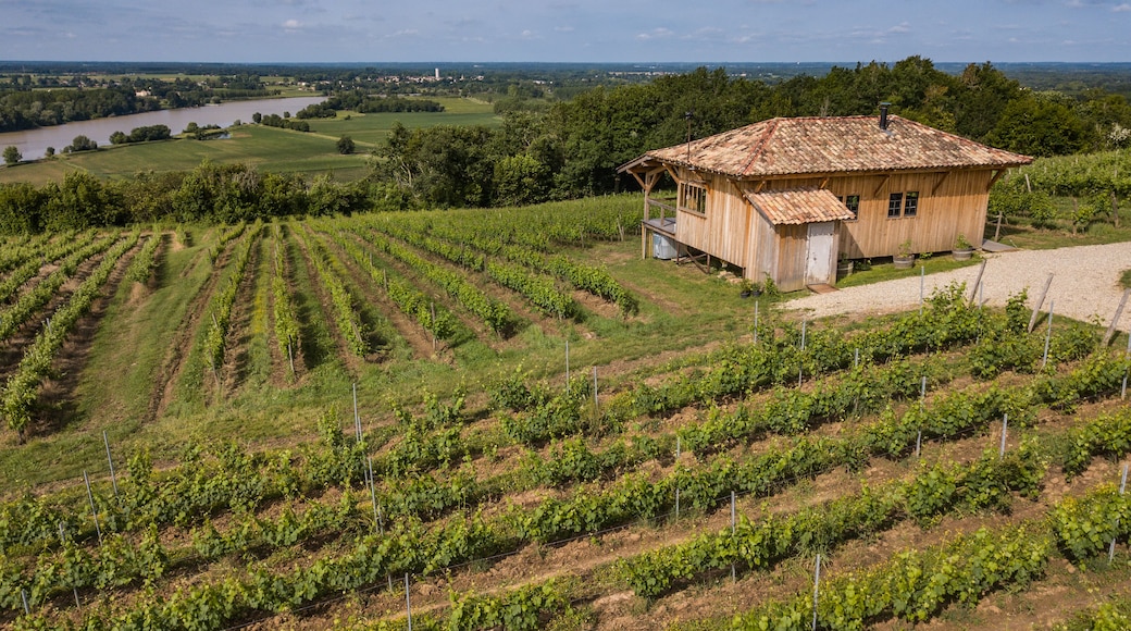 The hut in the vineyards, Bordeaux vineyards, Tabanac, in Aquitaine area of the Gironde department, France, Europe, Aerial View; Shutterstock ID 1170704875; Purchase Order: -