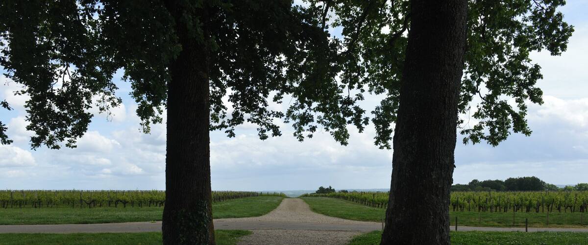 A gravel path flanked by trees leading to a vineyard.