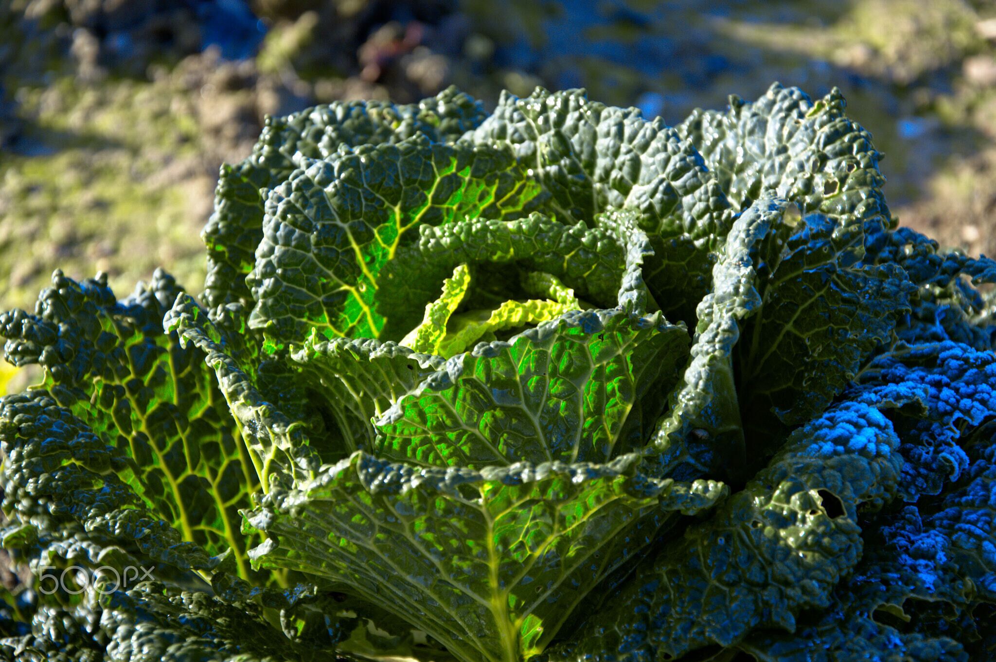 500px provided description: Ice formed on the cabbage during the night but it doesn't seem to be bothering it. [#leaves ,#morning ,#winter ,#cold ,#blue ,#light ,#green ,#ice ,#vegetable ,#cabbage]