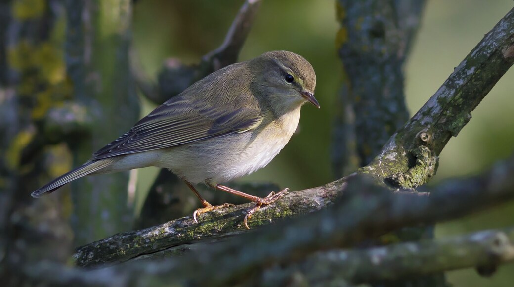 English: Phylloscopus, Tarn, Midi-Pyrénées, France.