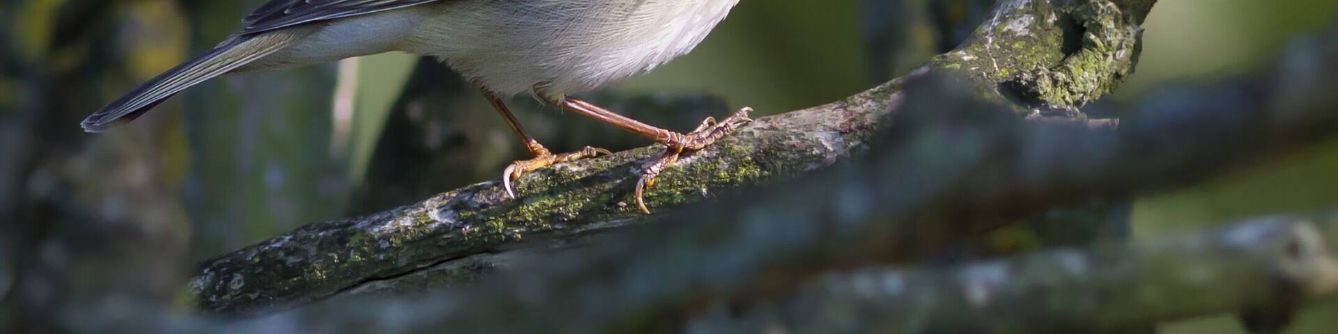 English: Phylloscopus, Tarn, Midi-Pyrénées, France.