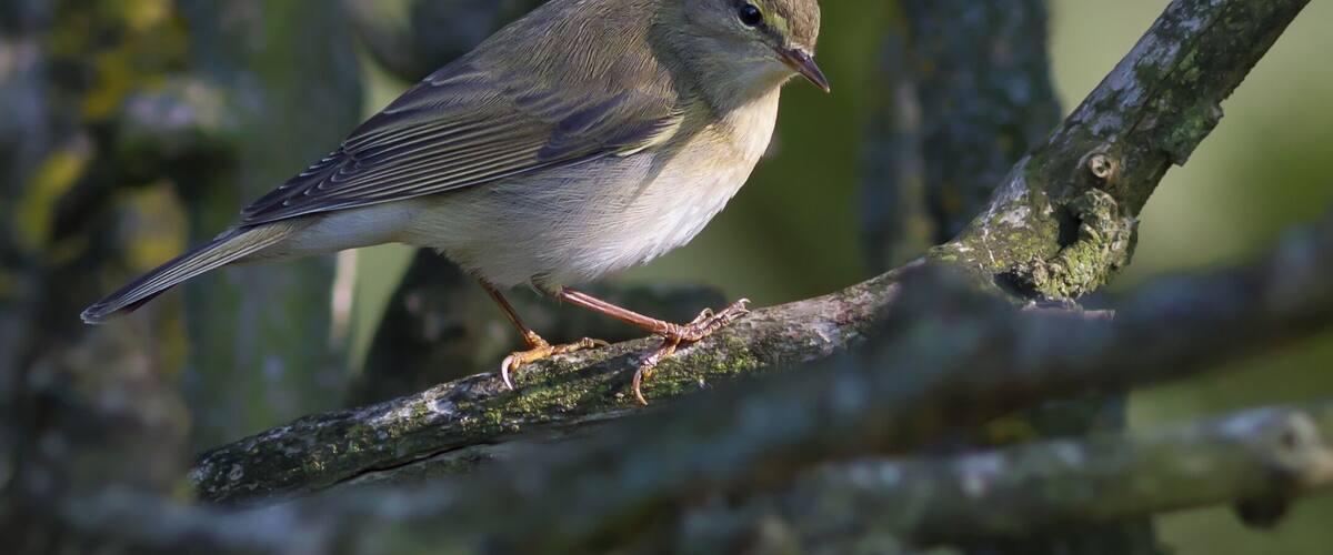 A bird perched on a branch.
