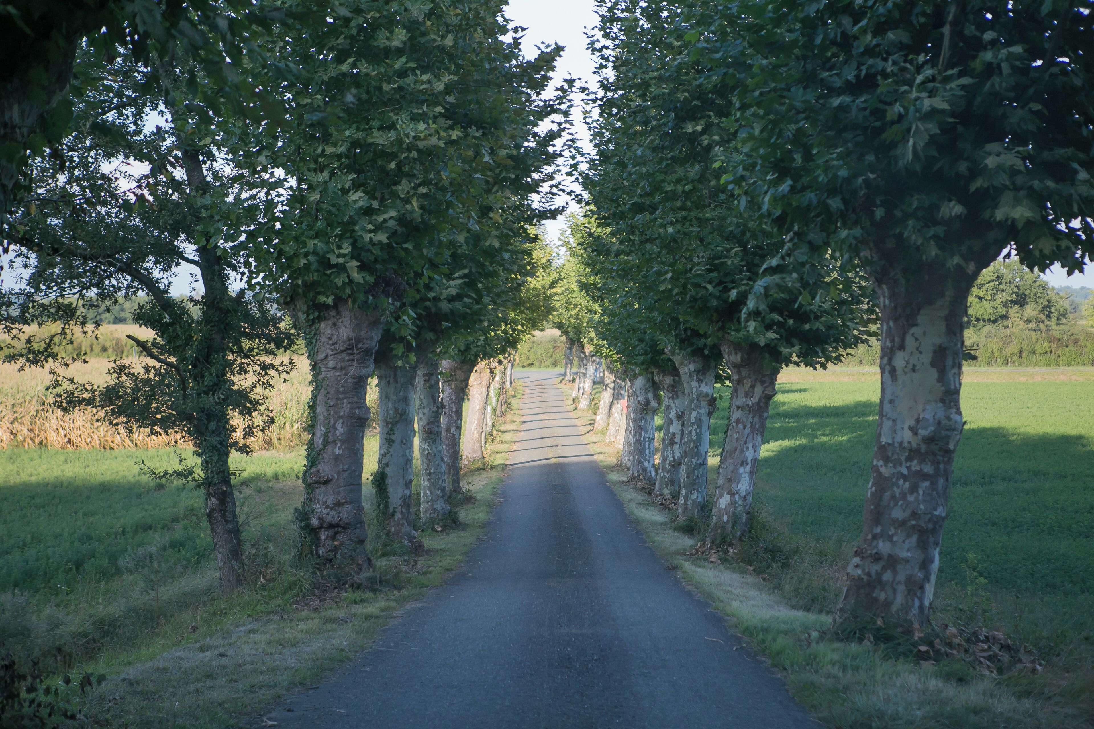 A tree-lined road with a grassy field on either side.