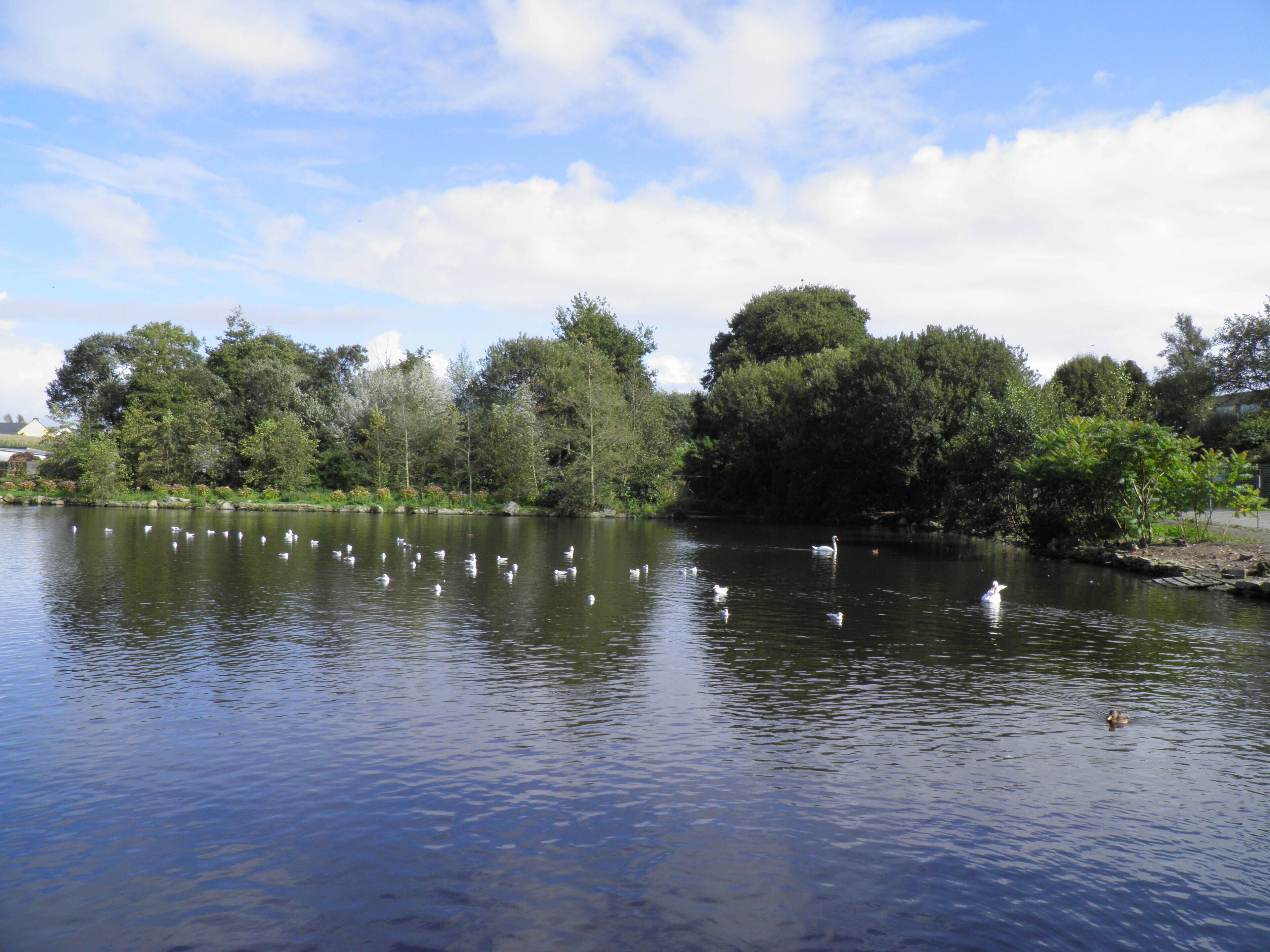 A calm lake with swans swimming, surrounded by dense trees and a clear sky.