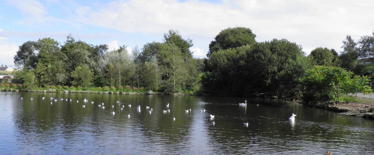 A calm lake with swans swimming, surrounded by dense trees and a clear sky.