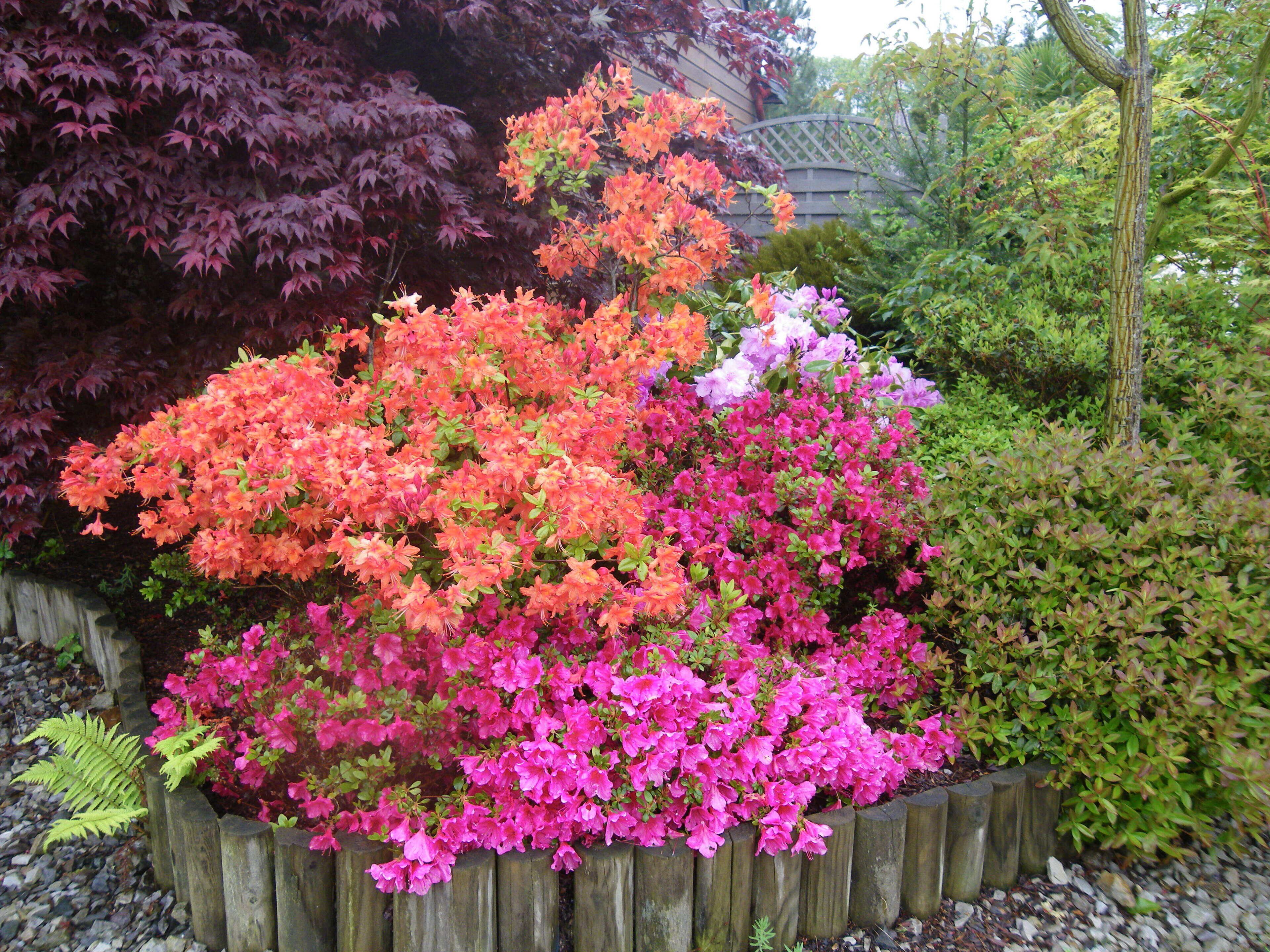 A garden with vibrant pink and orange azaleas, surrounded by a wooden fence and various other plants.
