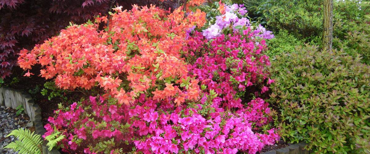 A garden with vibrant pink and orange azaleas, surrounded by a wooden fence and various other plants.