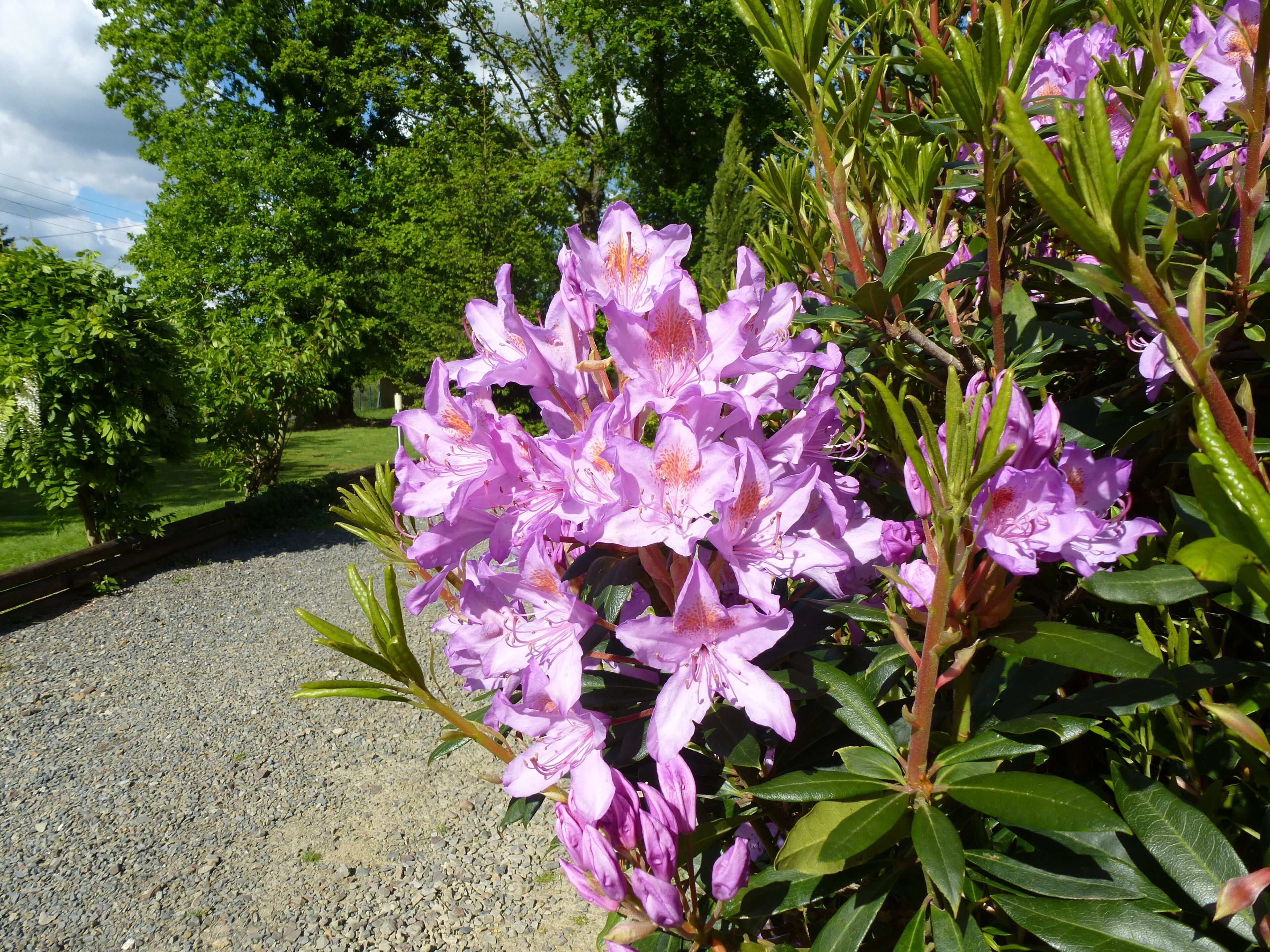 fleurs de chanteloup