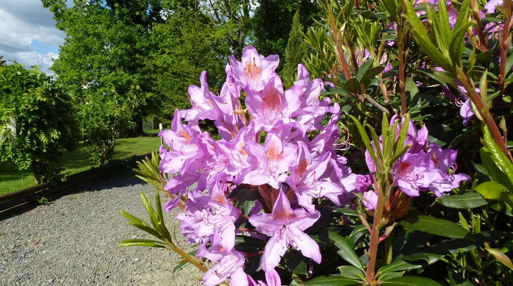 fleurs de chanteloup