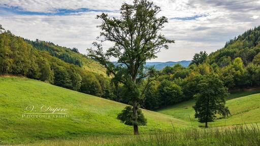J’aime ces ballons