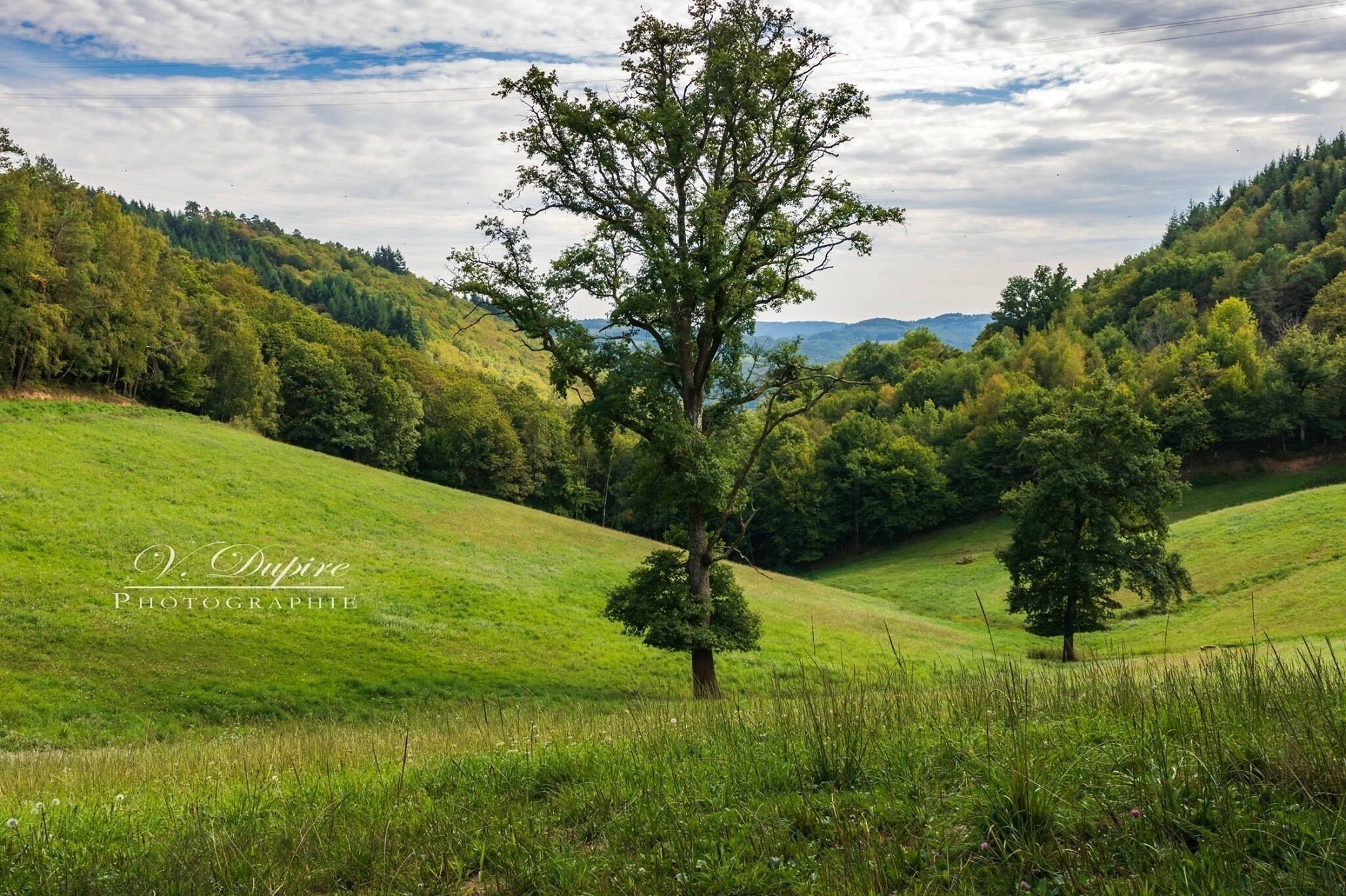 A lush green landscape with rolling hills, a prominent tree in the foreground, and a forested hill in the background.