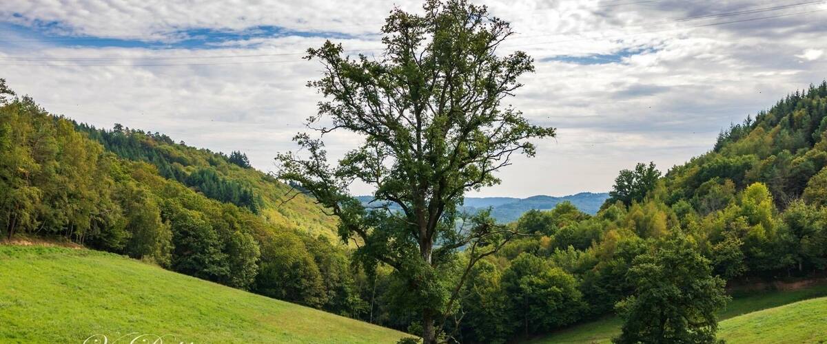 A lush green landscape with rolling hills, a prominent tree in the foreground, and a forested hill in the background.