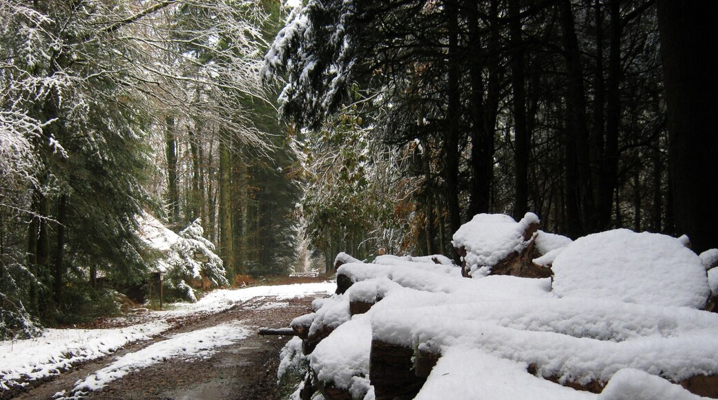 Foret de Beffou near Lohuec in Brittany, France. Has natural "nature" trails, lots of wildlife & some great hiking paths.