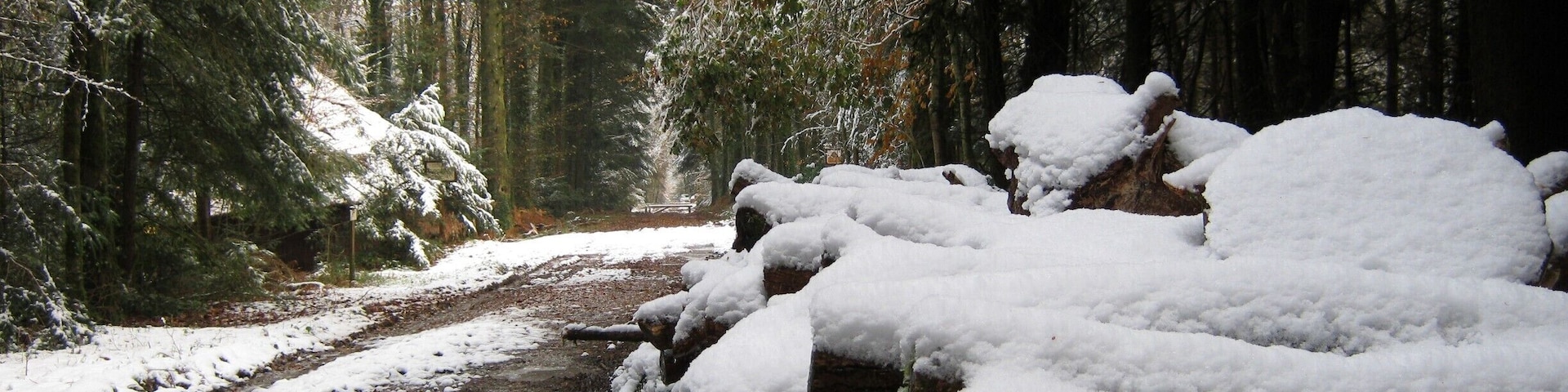 Foret de Beffou near Lohuec in Brittany, France. Has natural "nature" trails, lots of wildlife & some great hiking paths.