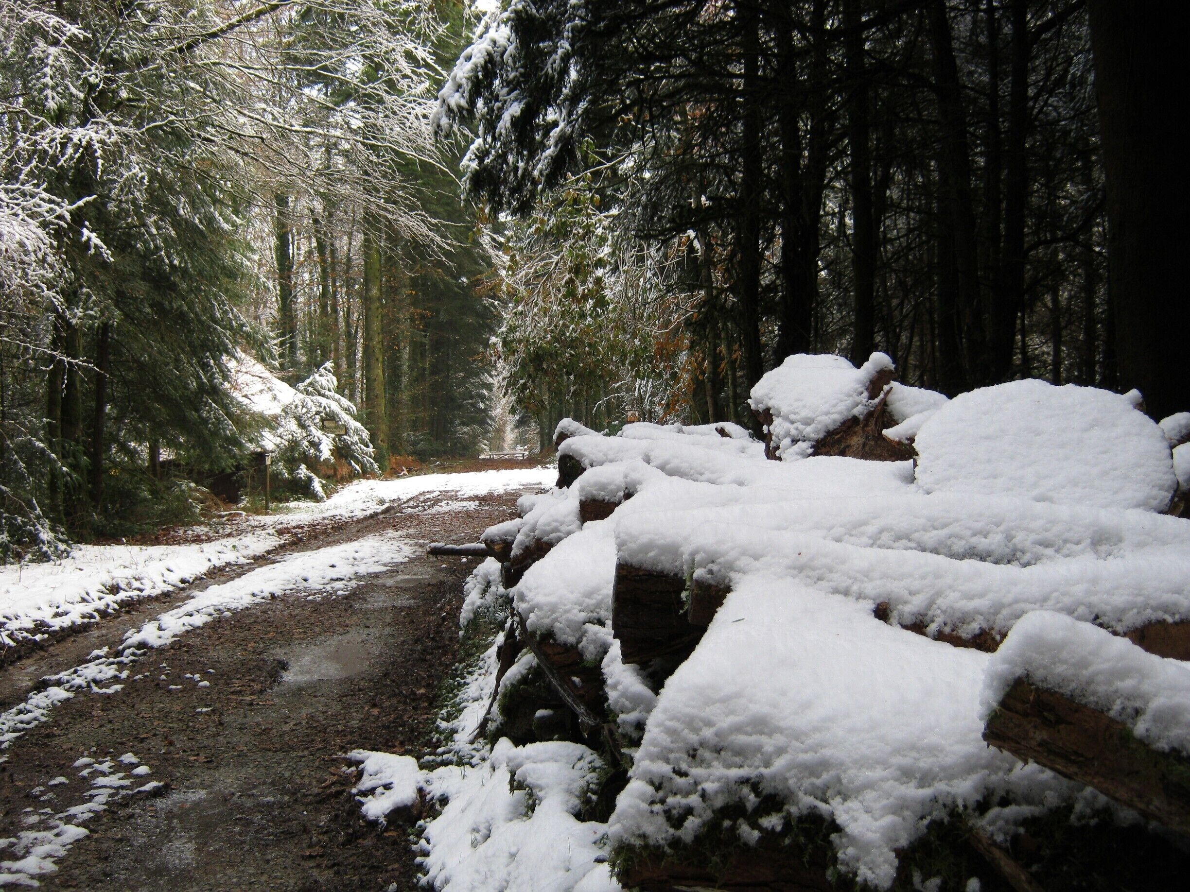 A snow-covered forest path with logs and trees.