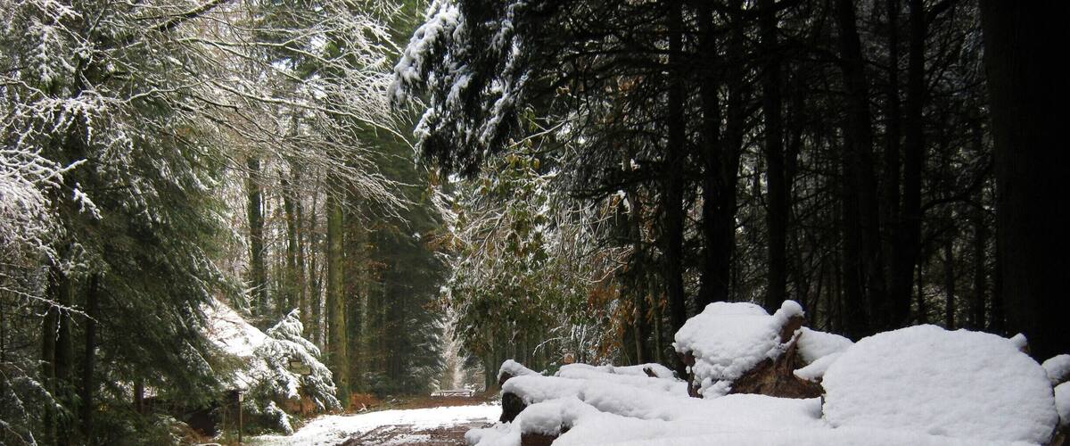 A snow-covered forest path with logs and trees.