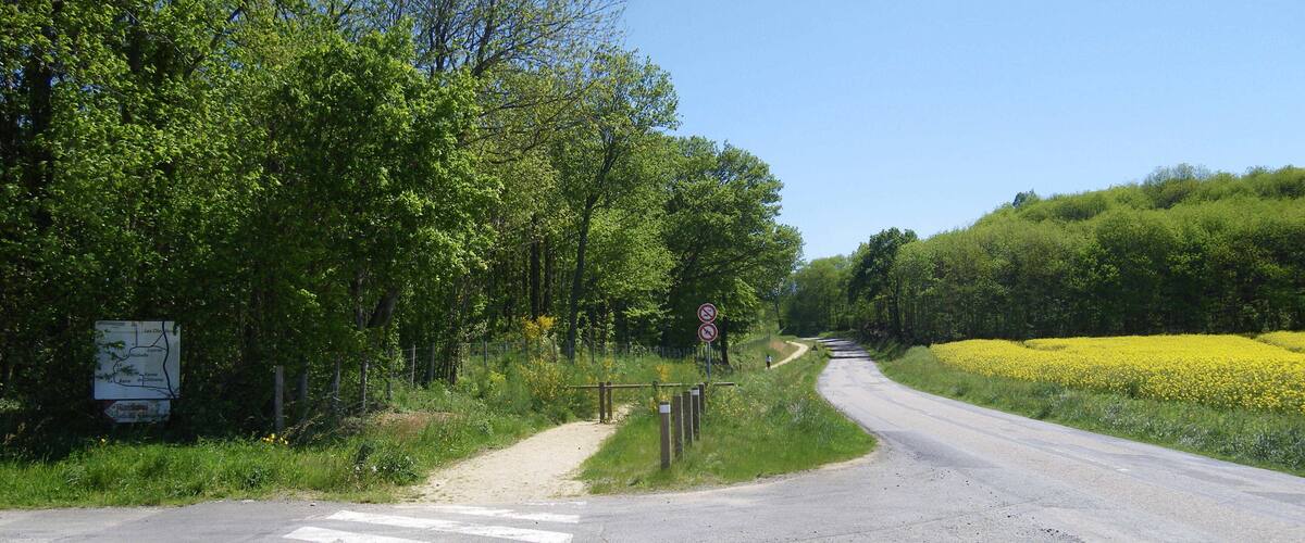 A rural road with a pedestrian crossing, surrounded by lush greenery and fields of yellow flowers.