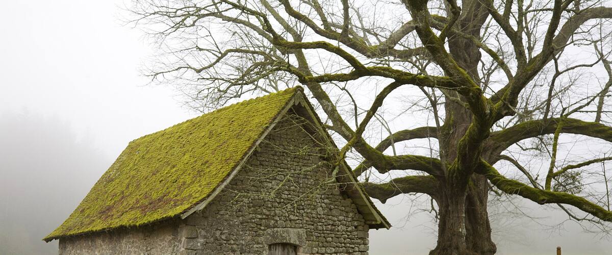 A stone church with a moss-covered roof, a large tree, and a cross in a foggy landscape.