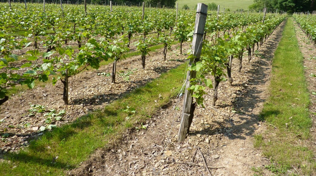 vignes et brissac