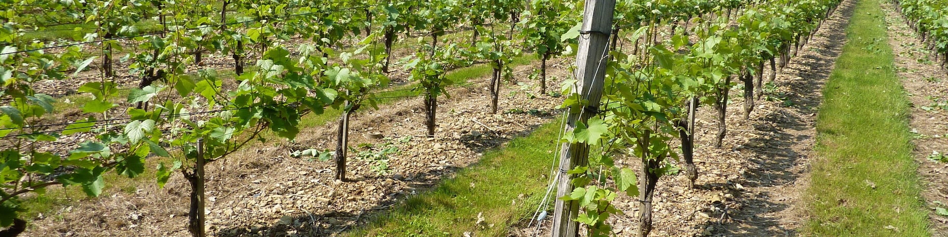vignes et brissac