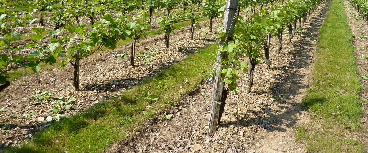 A vineyard with rows of grapevines and a castle in the background.
