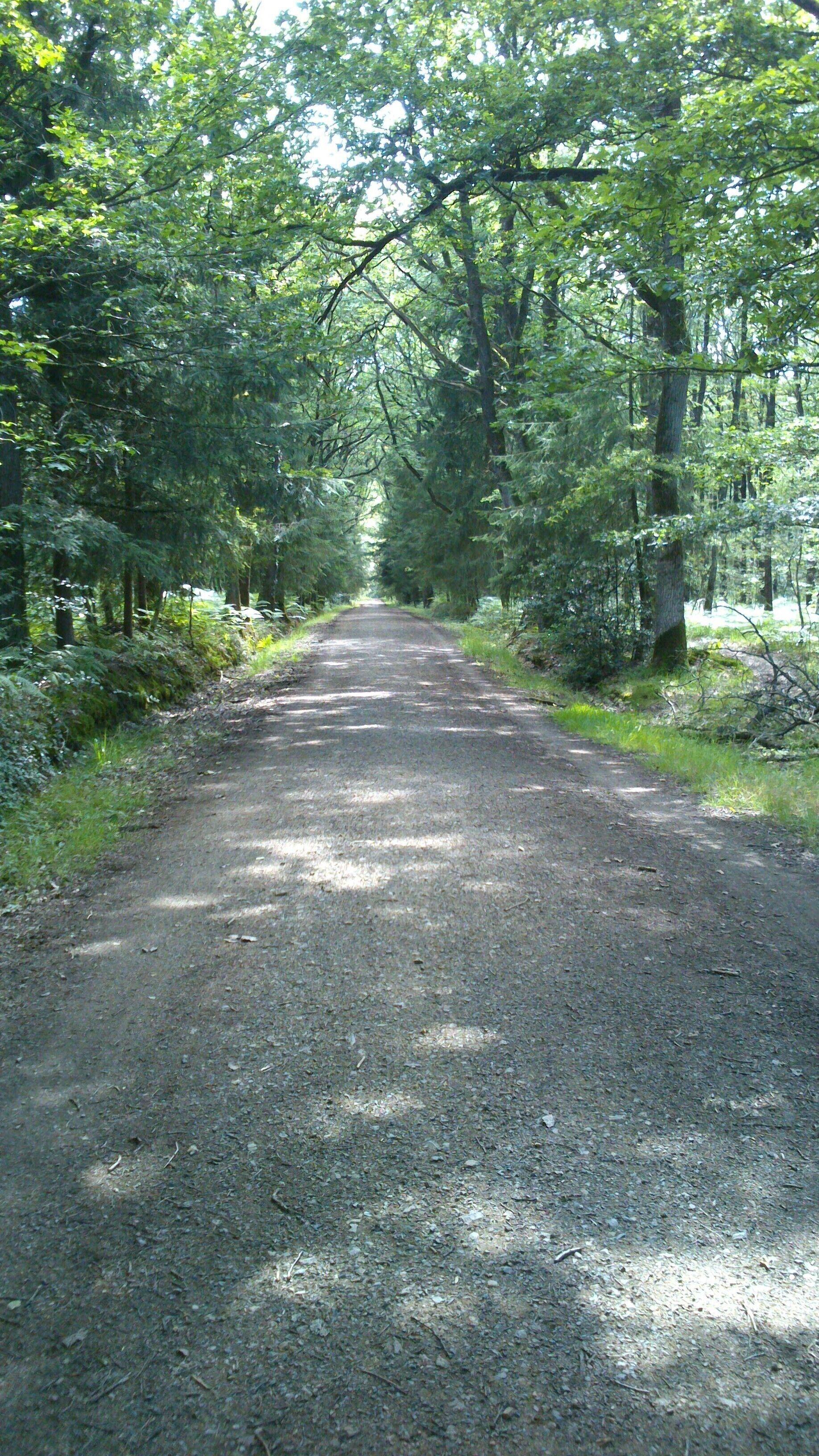 A gravel road surrounded by dense green forest.