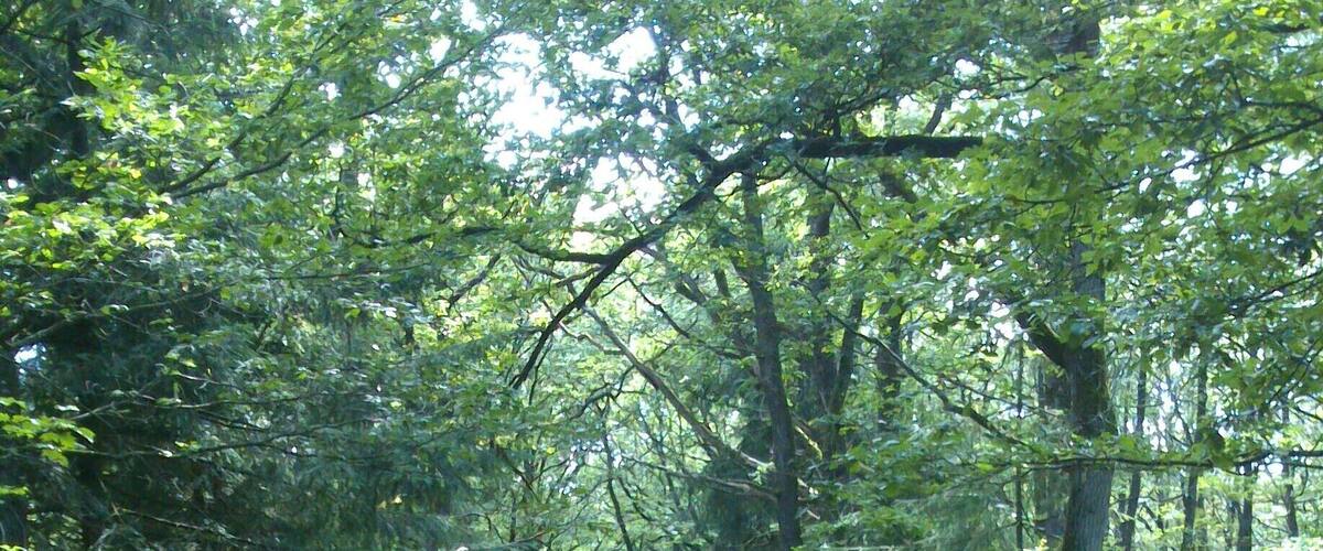 A gravel road surrounded by dense green forest.