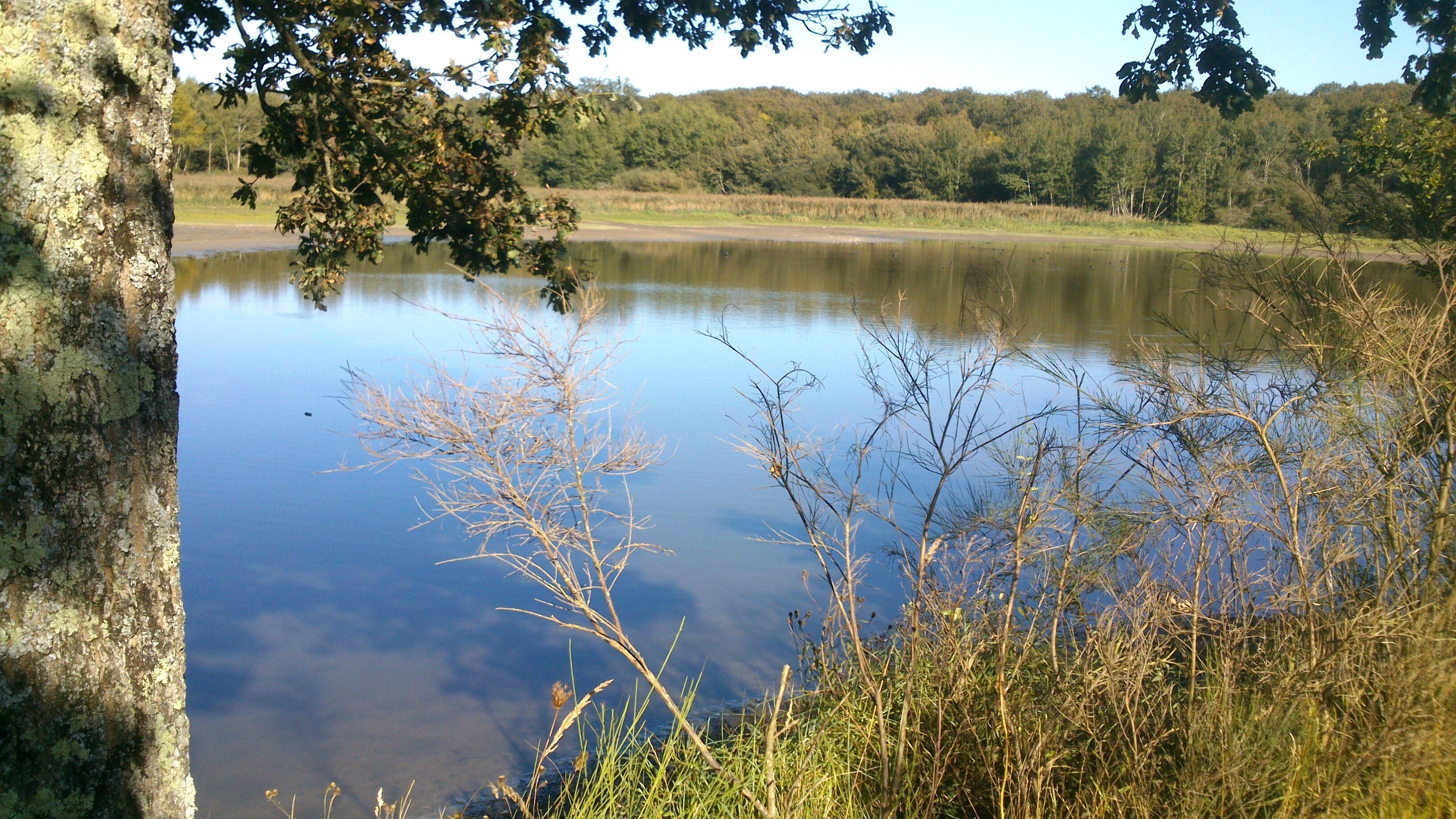 A calm lake surrounded by trees and vegetation.