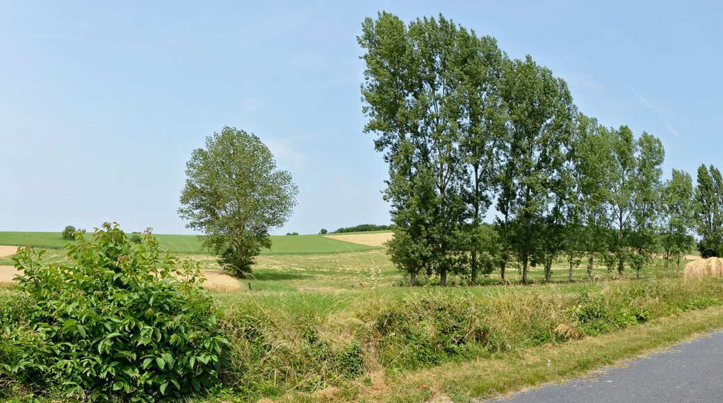 Poplars and straw bales, road D 137, near Saint-Laurent-des-Combes, Charente, France.