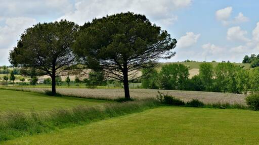 Spring landscape with two pine-trees (Pinus pinea), Chavenat, Charente, France.