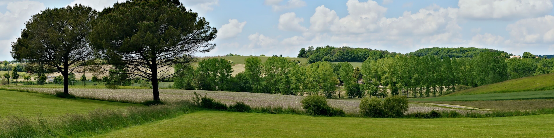 Spring landscape with two pine-trees (Pinus pinea), Chavenat, Charente, France.