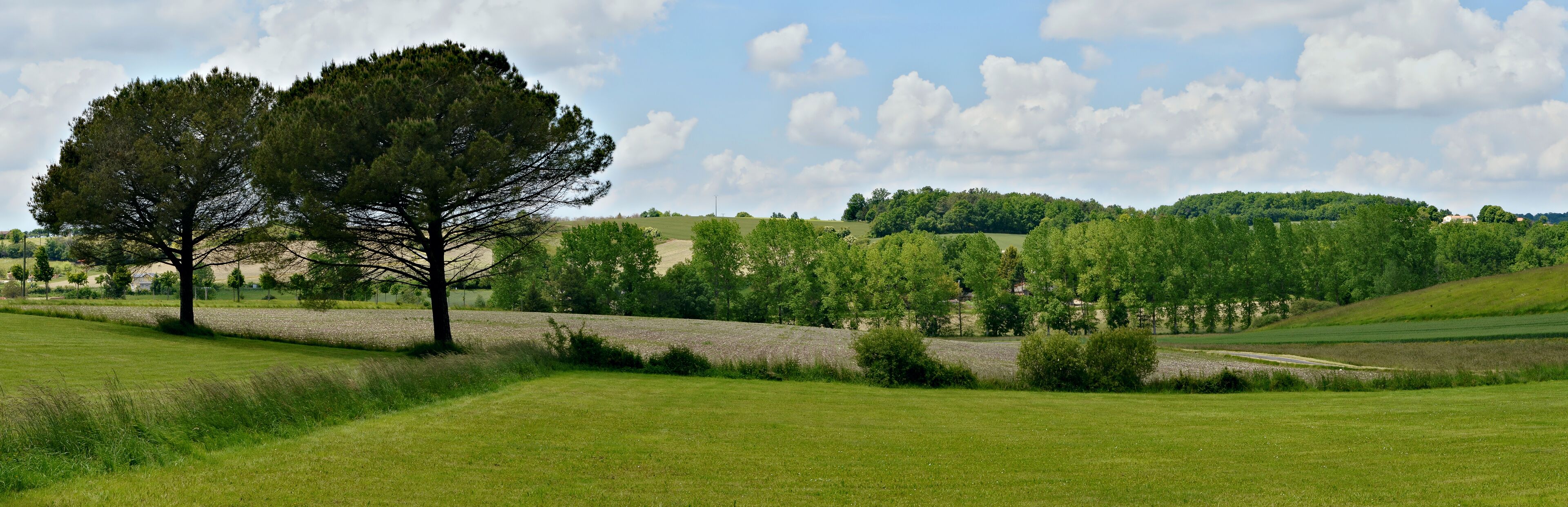 A grassy field with two prominent trees, a dirt path, and a hilly landscape with scattered buildings in the background.