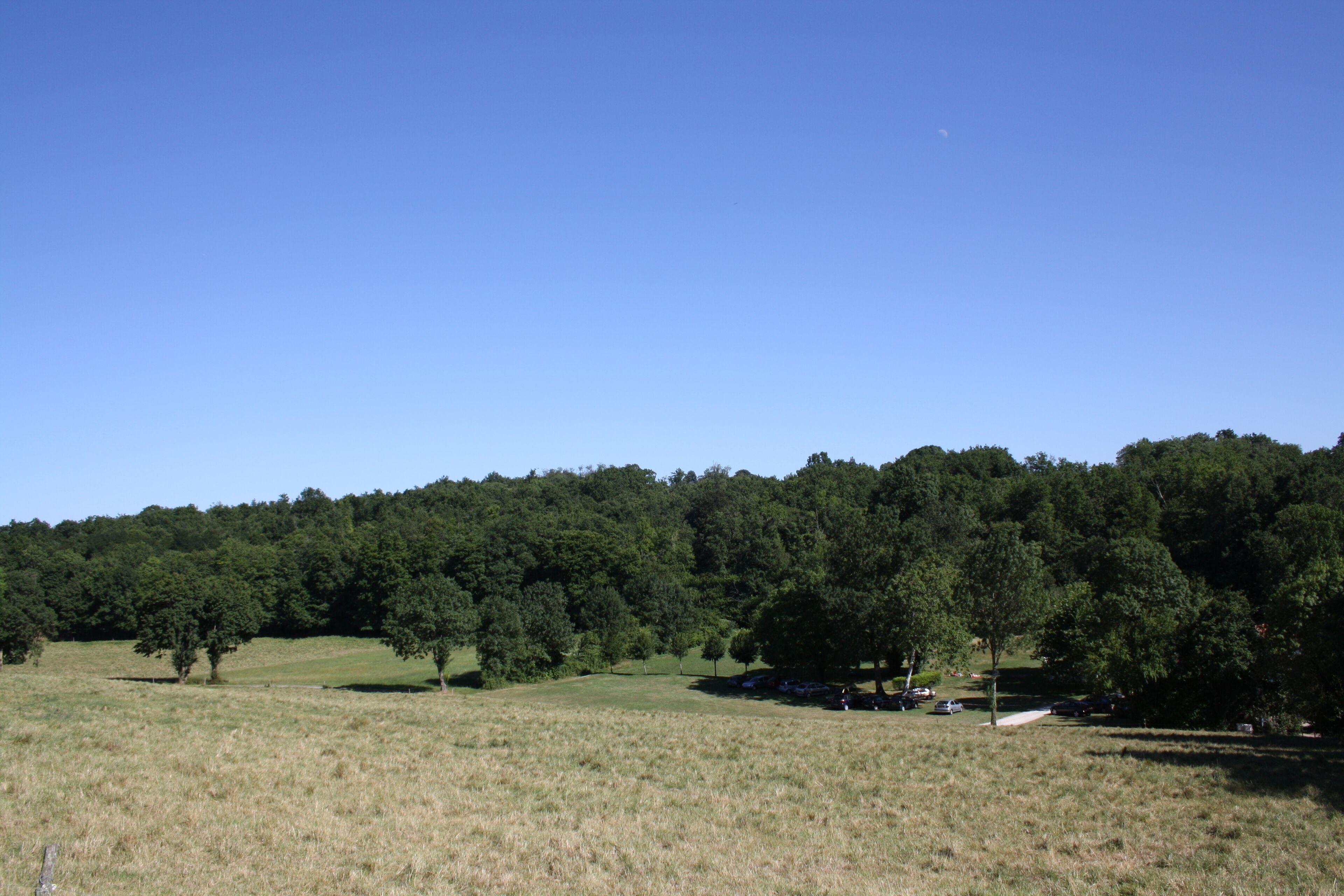 A grassy field with scattered trees and a dense forest in the background.