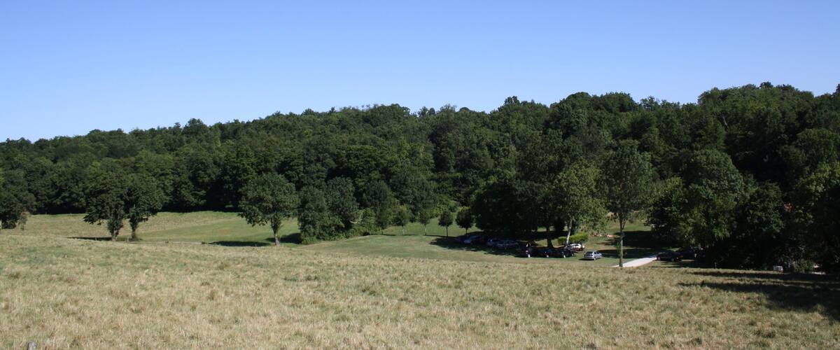 A grassy field with scattered trees and a dense forest in the background.