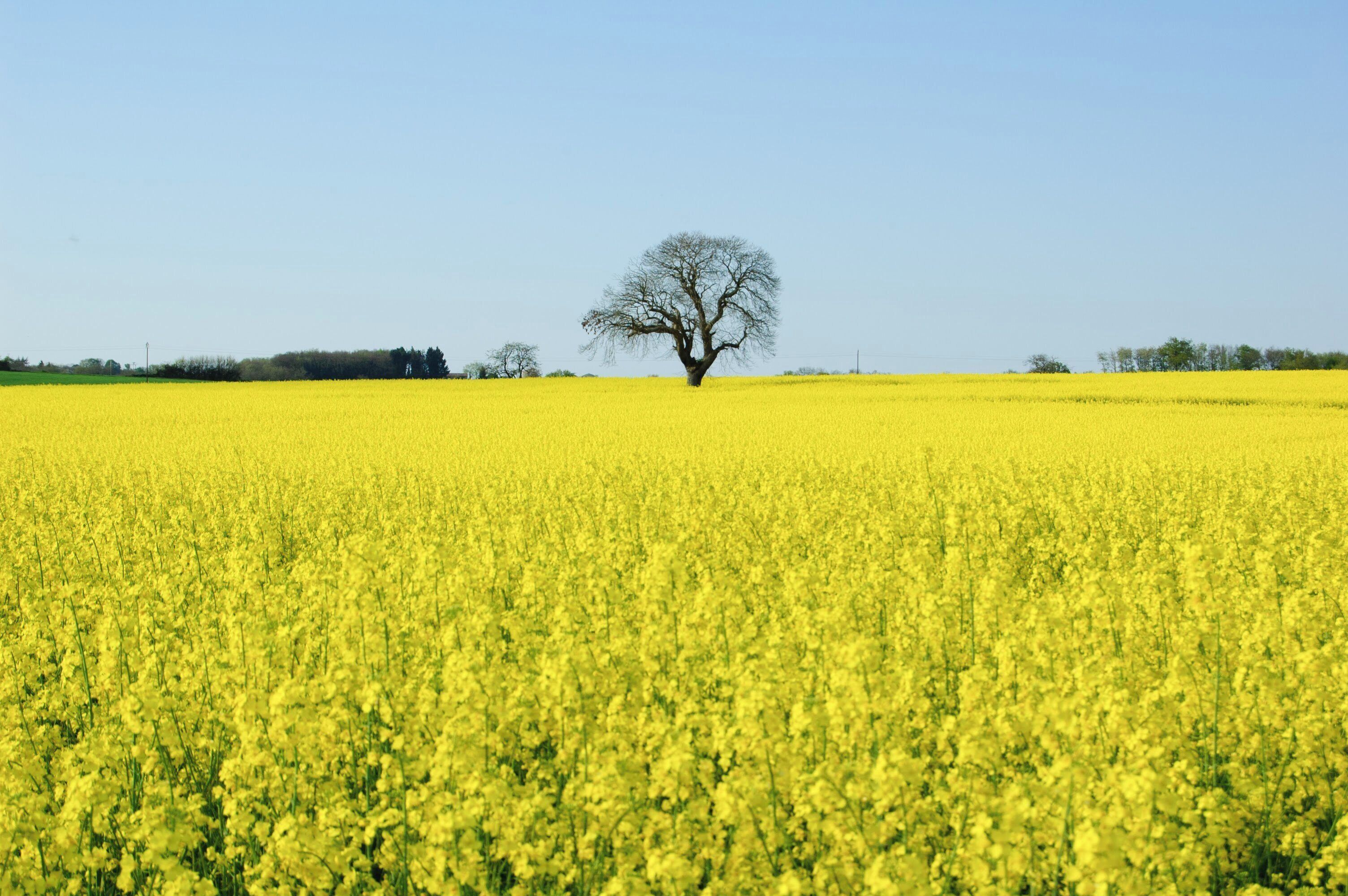 A field of yellow flowers with a single tree in the center.